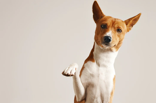 יוגה עם כלבים – זה הזמן לזוז!