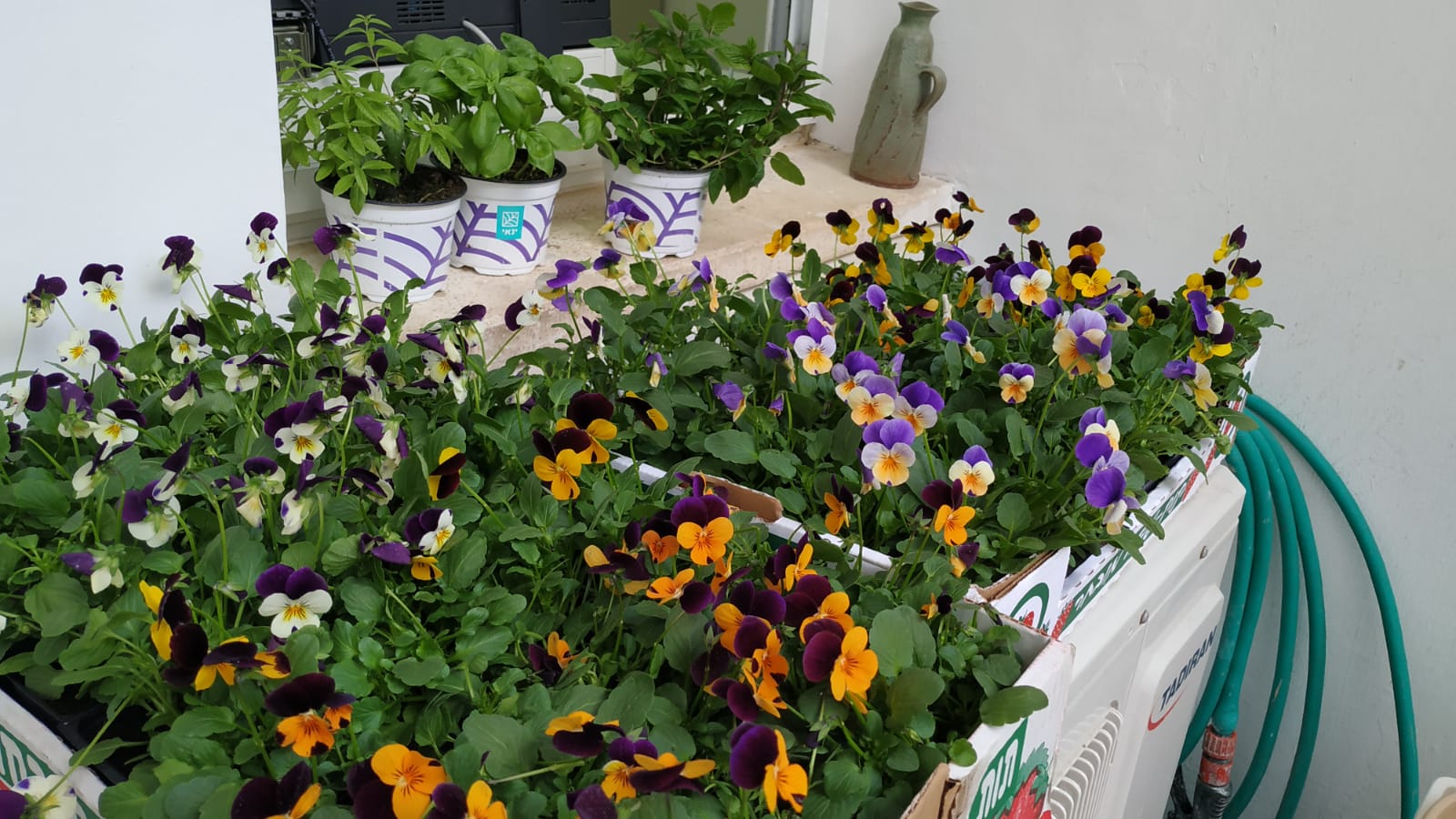 סדנת יצירה ושתילה לט"ו בשבט