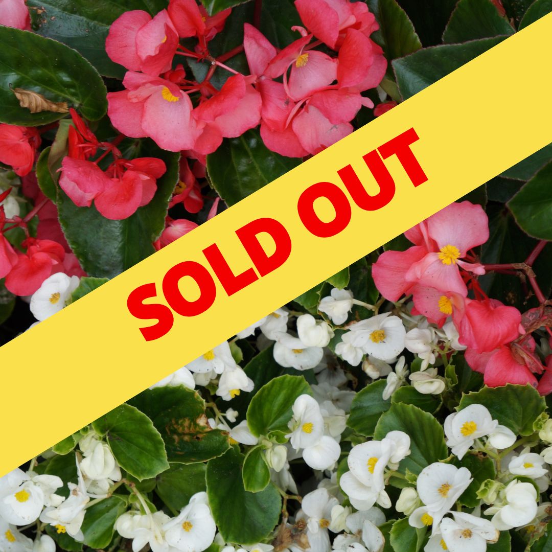 סדנת יצירה ושתילה לט"ו בשבט