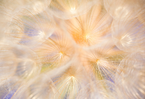 הרצאה בנושא חקר המוח והחלומות