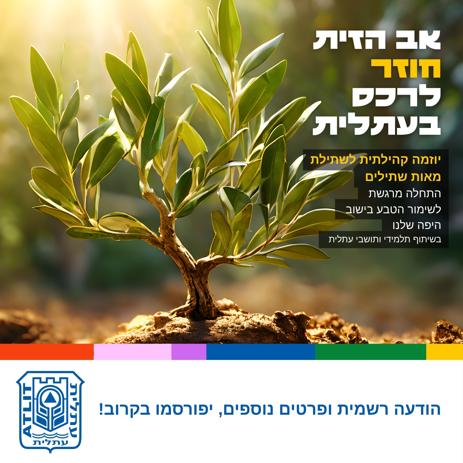 אב הזית חוזר לרכס